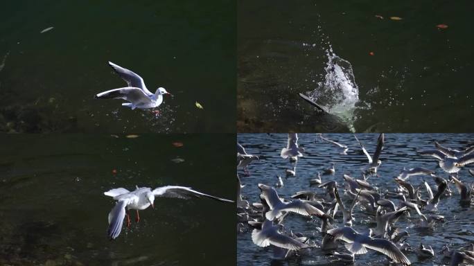 海鸥俯冲入水觅食