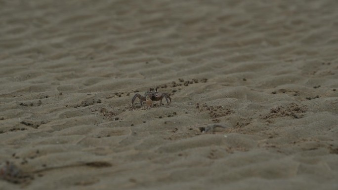 沙滩退潮后小螃蟹进食