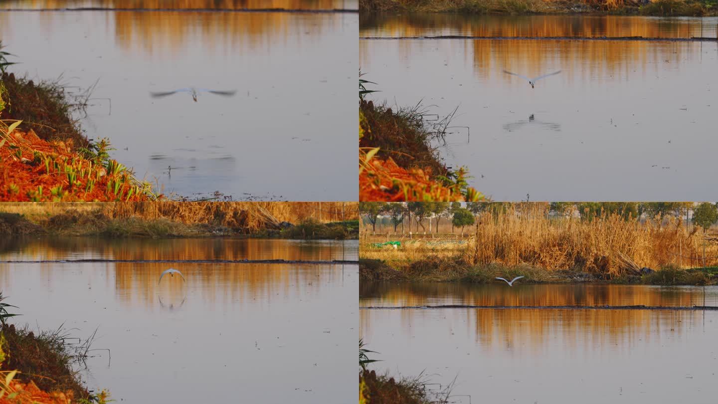 秋天河边白鹭贴着水面飞