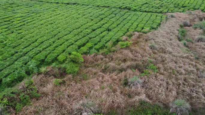 大树茶山茶园航拍