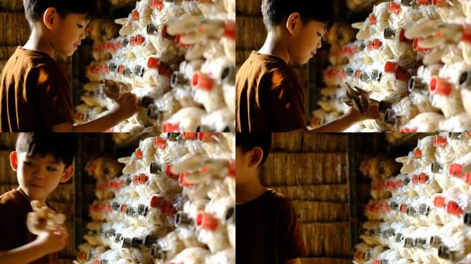 亚洲小男孩在蘑菇工厂摘蘑菇玩得很开心。