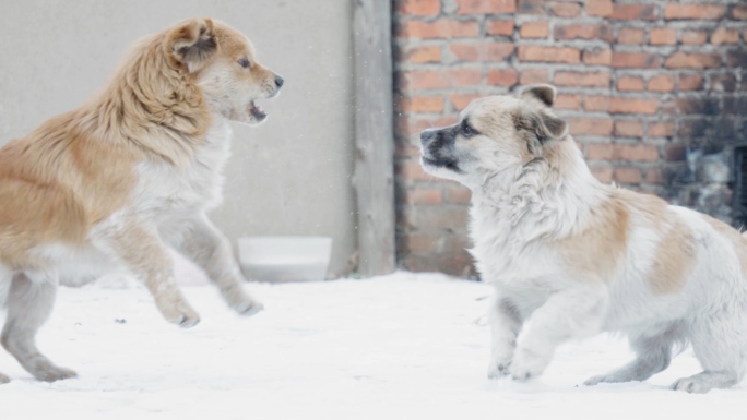 雪地里的流浪狗打闹玩耍LOG