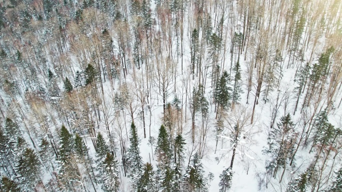 中国黑龙江大兴安岭雪原森林雪景航拍