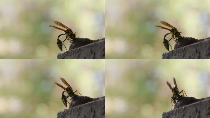 雌性黄黑梅森黄蜂正在雕刻她用来产卵的陶罐的颈部