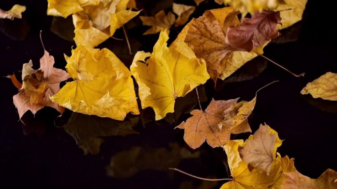 在黑色的画布上，秋叶缓缓落下，色彩在反射的表面上生动起来。