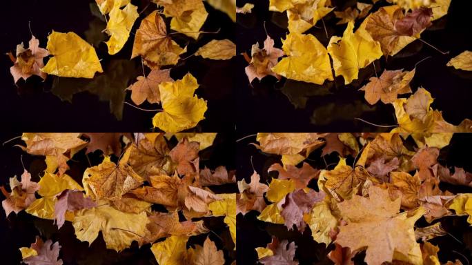 在黑色的画布上，秋叶缓缓落下，色彩在反射的表面上生动起来。