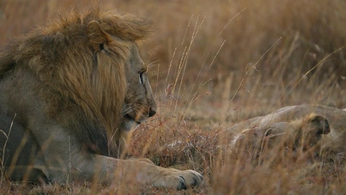 一只狮子和一只母狮在马赛马拉的草原上交配