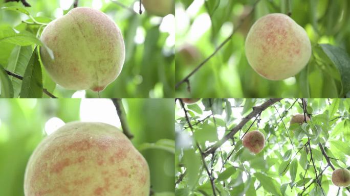 树上桃子桃树水果实拍