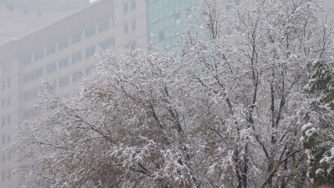 大雪中的树枝