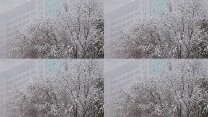 大雪中的树枝
