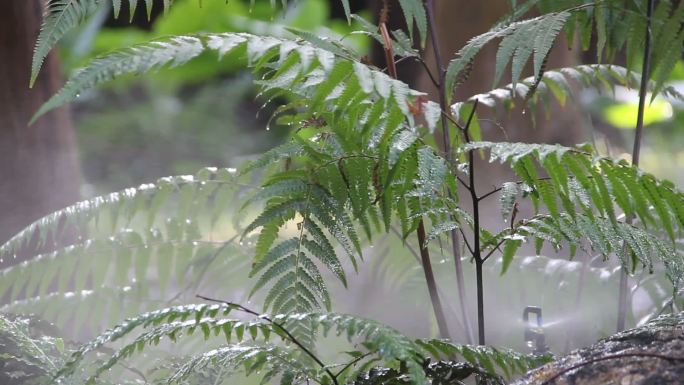 蕨类植物浇水