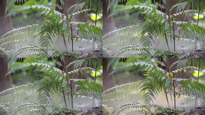 蕨类植物浇水