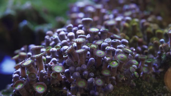 大群的绿色和紫色珊瑚虫软珊瑚在咸水水族馆