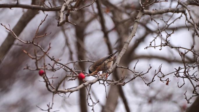 一只沼泽山雀落在一棵山楂树上，山楂已经失去了所有的叶子，只剩下红色的浆果。