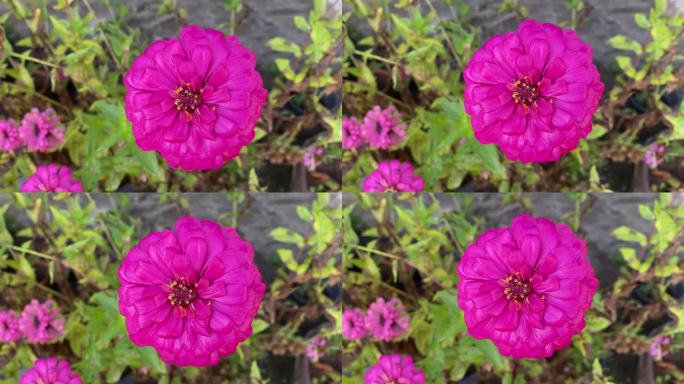 紫百日，粉色百日，粉色百日花，粉色百日花，很漂亮的花。这是一种原产于热带地区的观赏树种。让你精神焕发