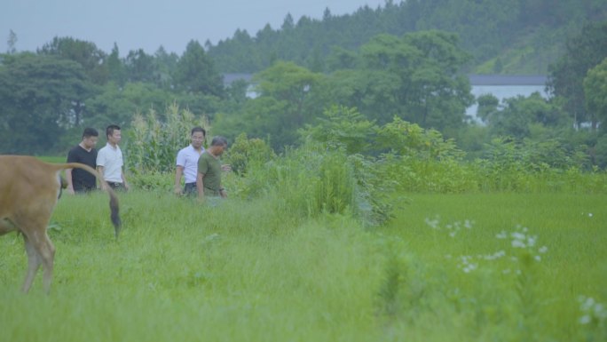 西瓜种植现代科技农业乡村振兴瓜果丰收