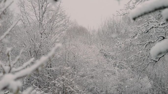 平静的飘落的雪花冬天。美丽的冬季雪景。迷人的冬天在森林里，雪落在树上。降雪背景下的松树。雪花飘落的慢