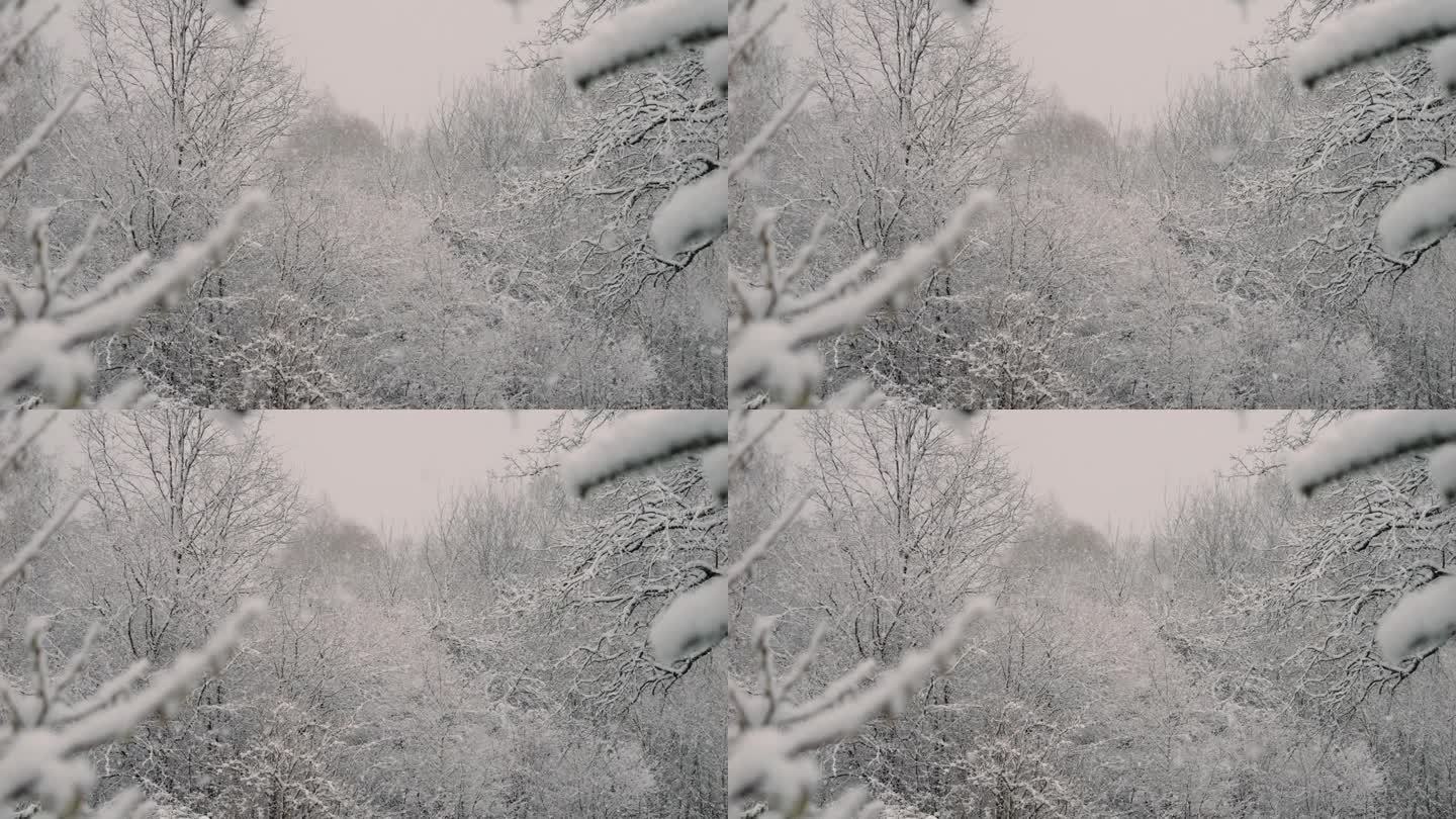 平静的飘落的雪花冬天。美丽的冬季雪景。迷人的冬天在森林里，雪落在树上。降雪背景下的松树。雪花飘落的慢
