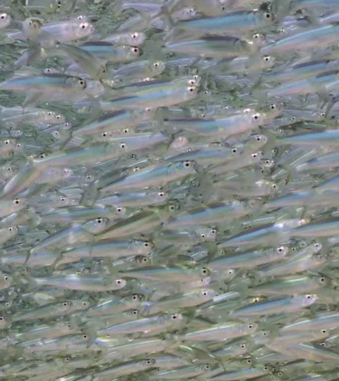 在阳光明媚的日子里，沿海地区的水面下游动着一大群小鱼