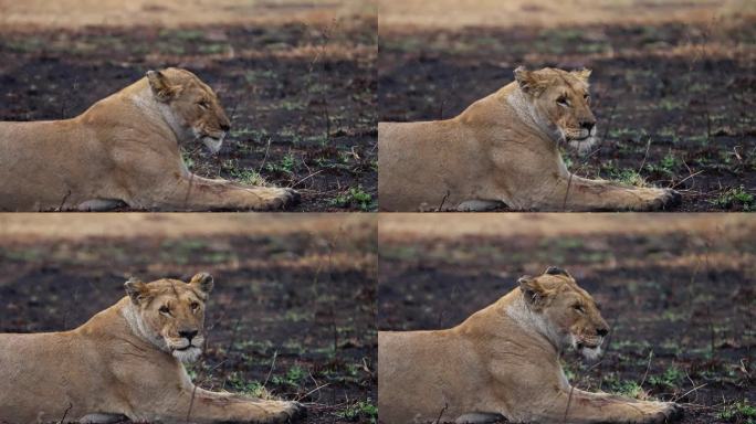 母狮坐在雨中杀死的斑马旁边