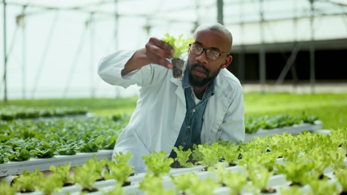 黑人，科学家和温室里的植物，用于农业、生物学或自然资源的收获。非洲男性人士在环保、科学或生产有机农产