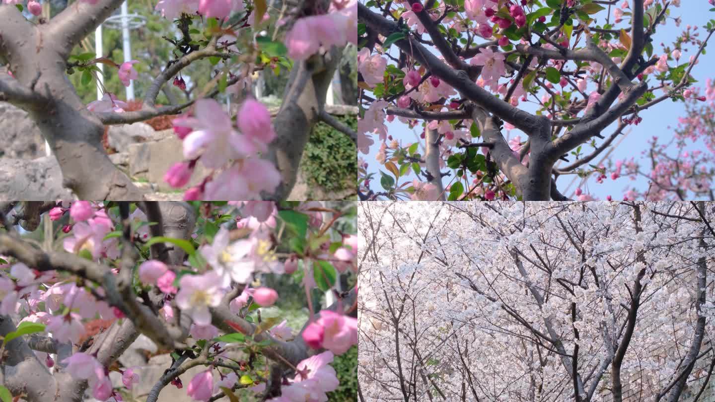 春天秋天樱花树枝叶植物风景视频素材
