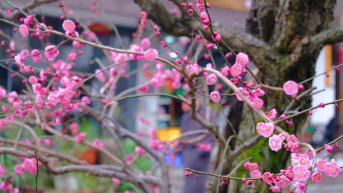 杭州植物园灵峰探梅梅花开了风景视频素材