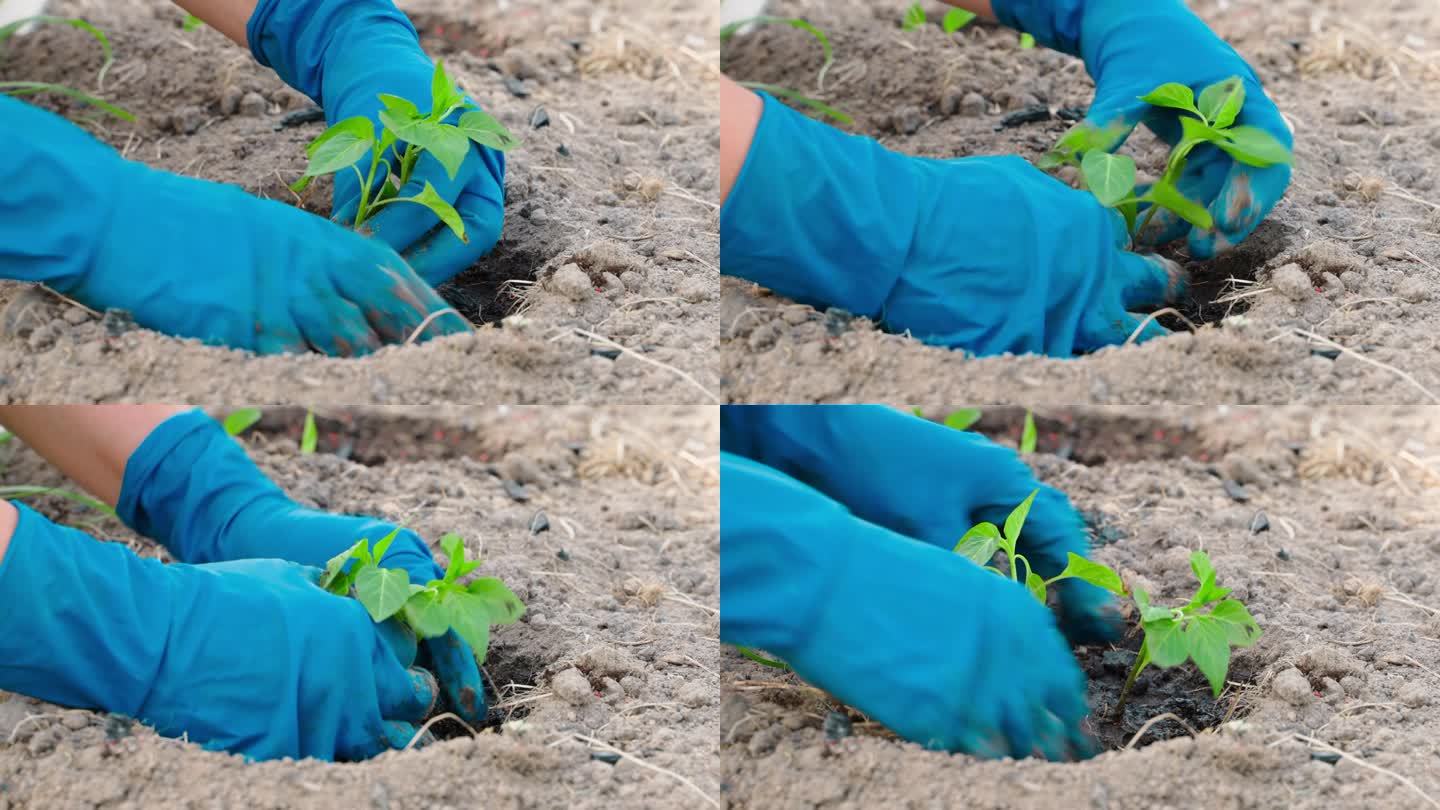 仔细种植甜椒幼苗在水土壤，特写