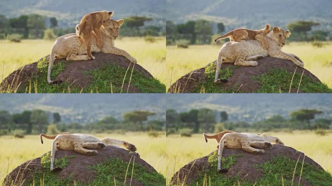在肯尼亚马赛马拉的非洲野生动物园里，有趣的小动物，可爱的小狮子和母狮子在一起玩耍，在白蚁丘上跳来跳去