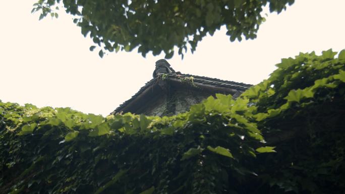 浙江嘉兴乌镇江南水乡古风建筑旅游旺季游客