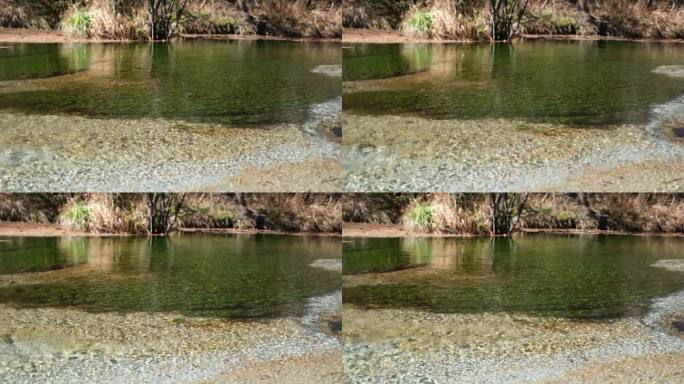 日本上高知田代池塘里清澈的水和植物的特写