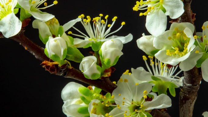 4k延时拍摄的梅树花朵绽放，缩小并在黑色背景上生长。盛开的小白李花。