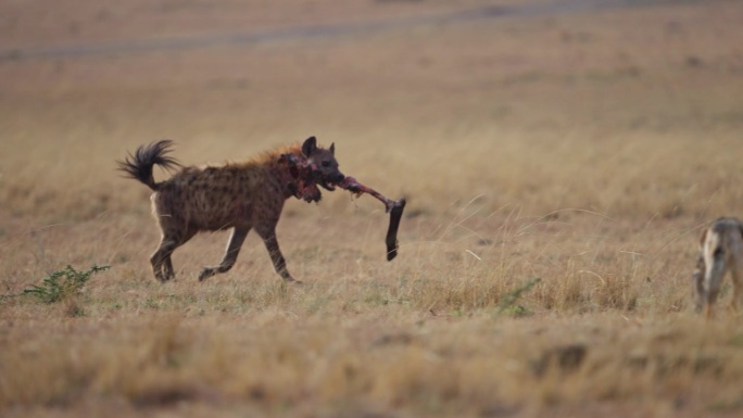 斑点鬣狗从水牛角猎物的尸体上偷食