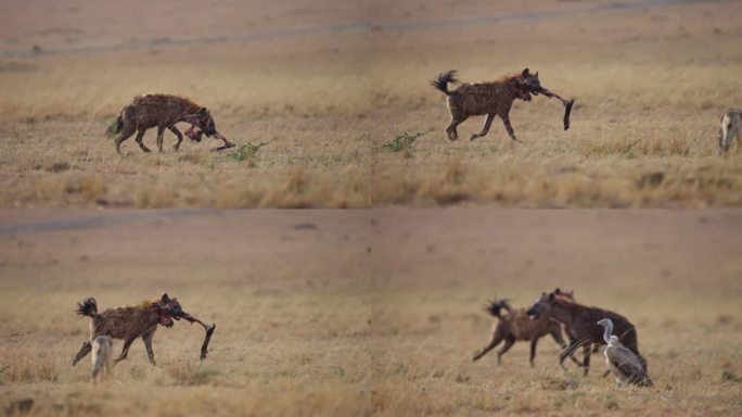 斑点鬣狗从水牛角猎物的尸体上偷食
