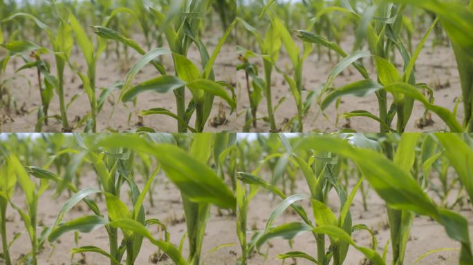 小玉米芽。玉米农场。玉米地的边缘，玉米秆、玉米叶和玉米穗在微风中摇曳。土壤干燥，气候变化。田间植物的