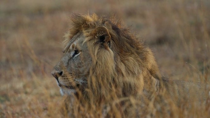 一只雄狮坐在马赛马拉金色的草原上