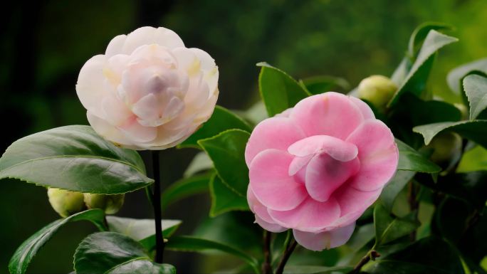 花开延时 茶花 山茶花 十八学士