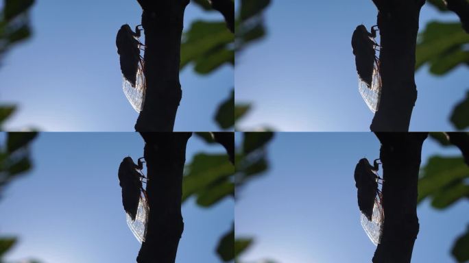 夏天，一只蝉坐在无花果树上，特写。大声唱歌来呼唤雌性。蝉的强烈嗡嗡声。蝉Lyristes plebe