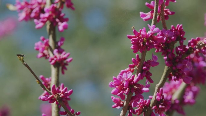 开花的犹大树。深粉红色的花。它原产于南欧和西亚。关闭了。
