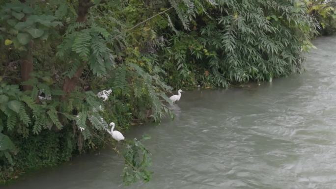 白鹤戏水飞翔升格八倍慢镜头
