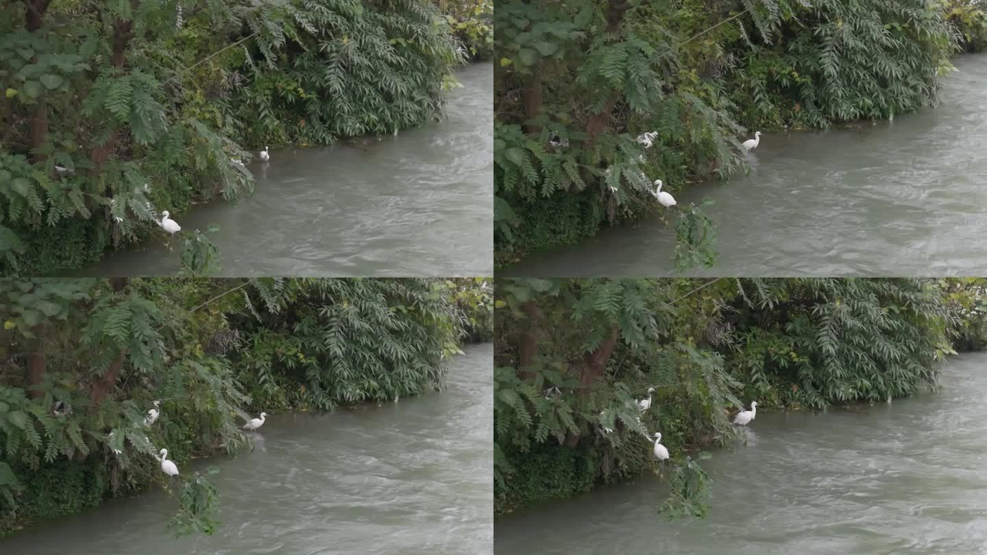 白鹤戏水飞翔升格八倍慢镜头