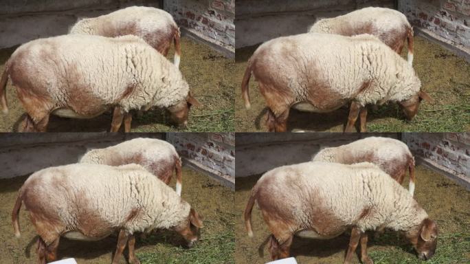 大自然的变焦:一只小羊在围栏里进食的特写