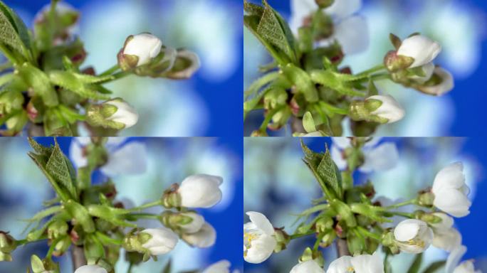 4k延时的甜樱桃树花开花，生长和缩小在一个蓝色的背景。盛开的小白李花。