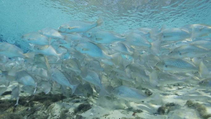 在佛罗里达泉清澈的蓝色热带水域中，条纹鲈鱼在鱼群中游动