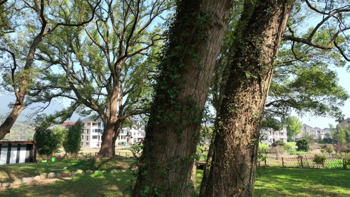 杭州市富阳区新桐乡樟树群美景