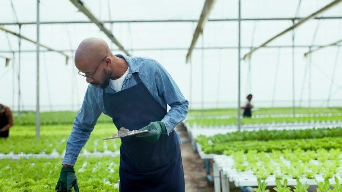 农民，人与核对表在温室植物检验，蔬菜和生长在农业或耕作。非洲工人拿着写字板，记录水培研究中土壤或肥料