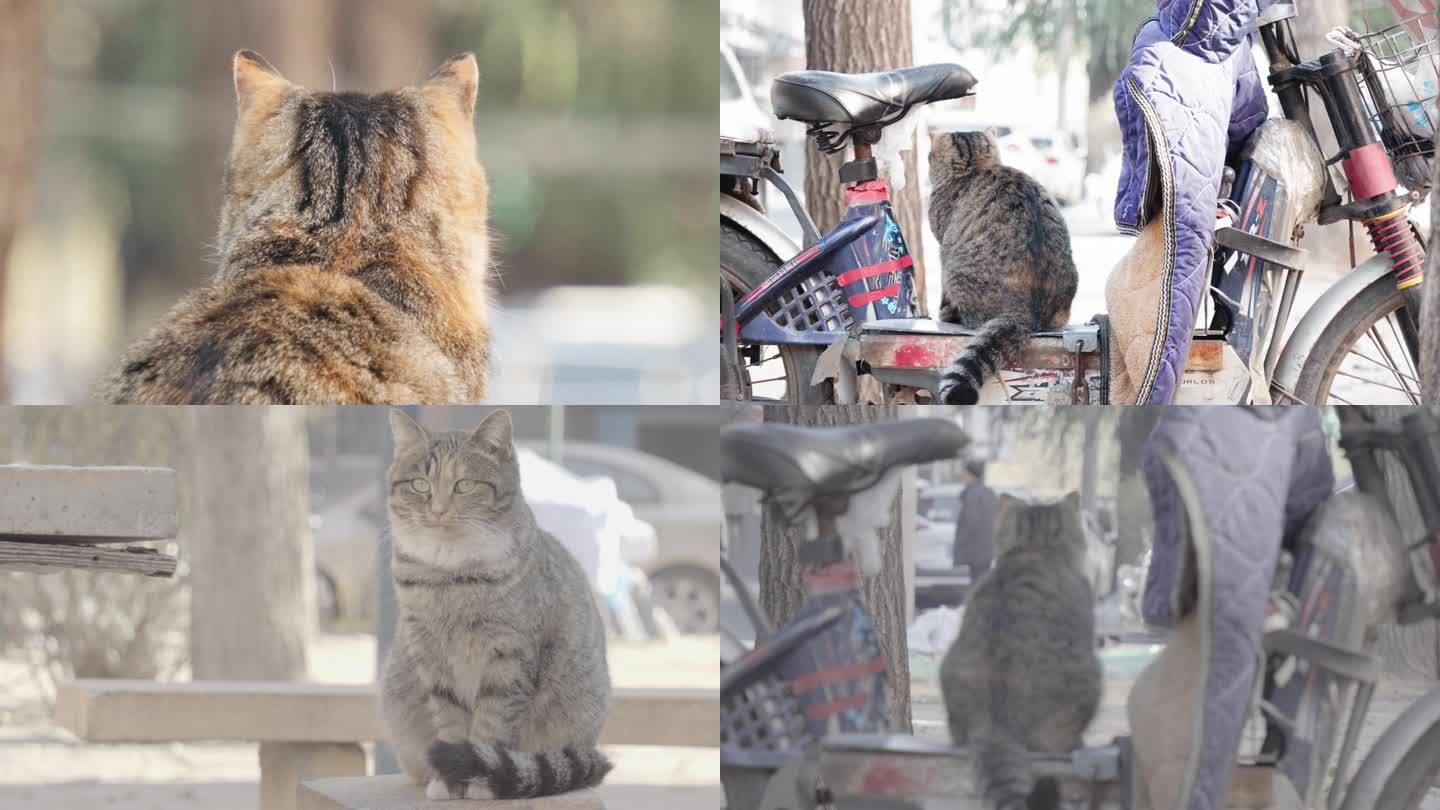 小区可爱流浪猫LOG