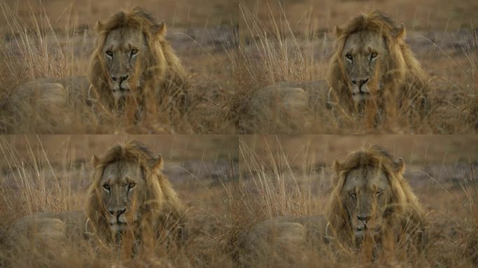 一只狮子和一只母狮在马赛马拉的草原上交配