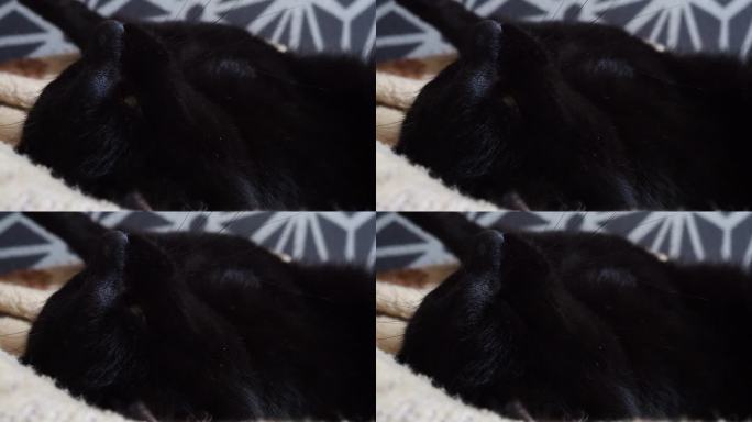 一只黑猫躺着睡觉，闭着眼睛。纽林懒洋洋地躺在家里的米棕色毛毯上。宠物护理。猫长胡须的口鼻特写。饲养家