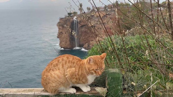 姜猫在看瀑布景点